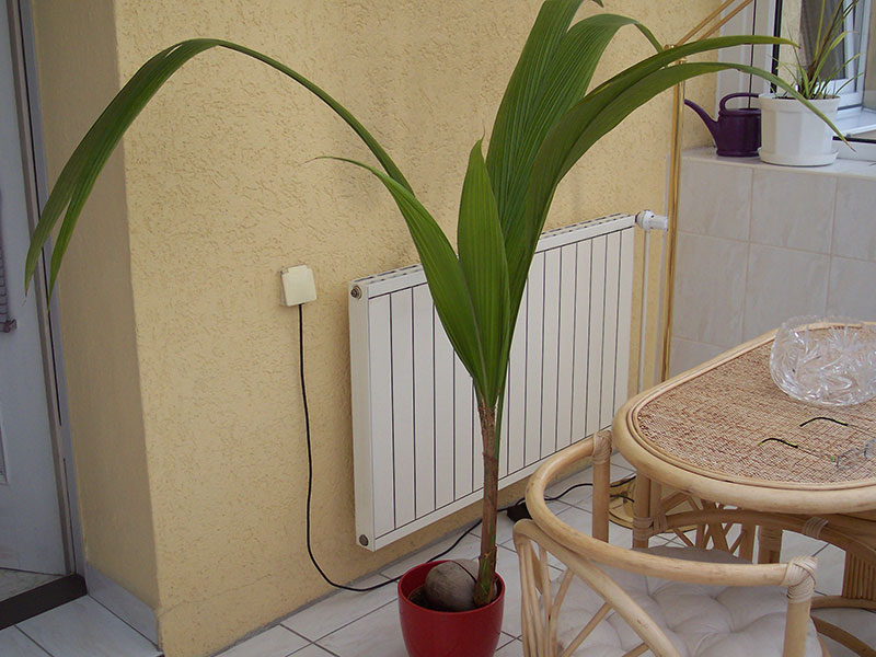 Kokospflanze im heimischen Wintergarten