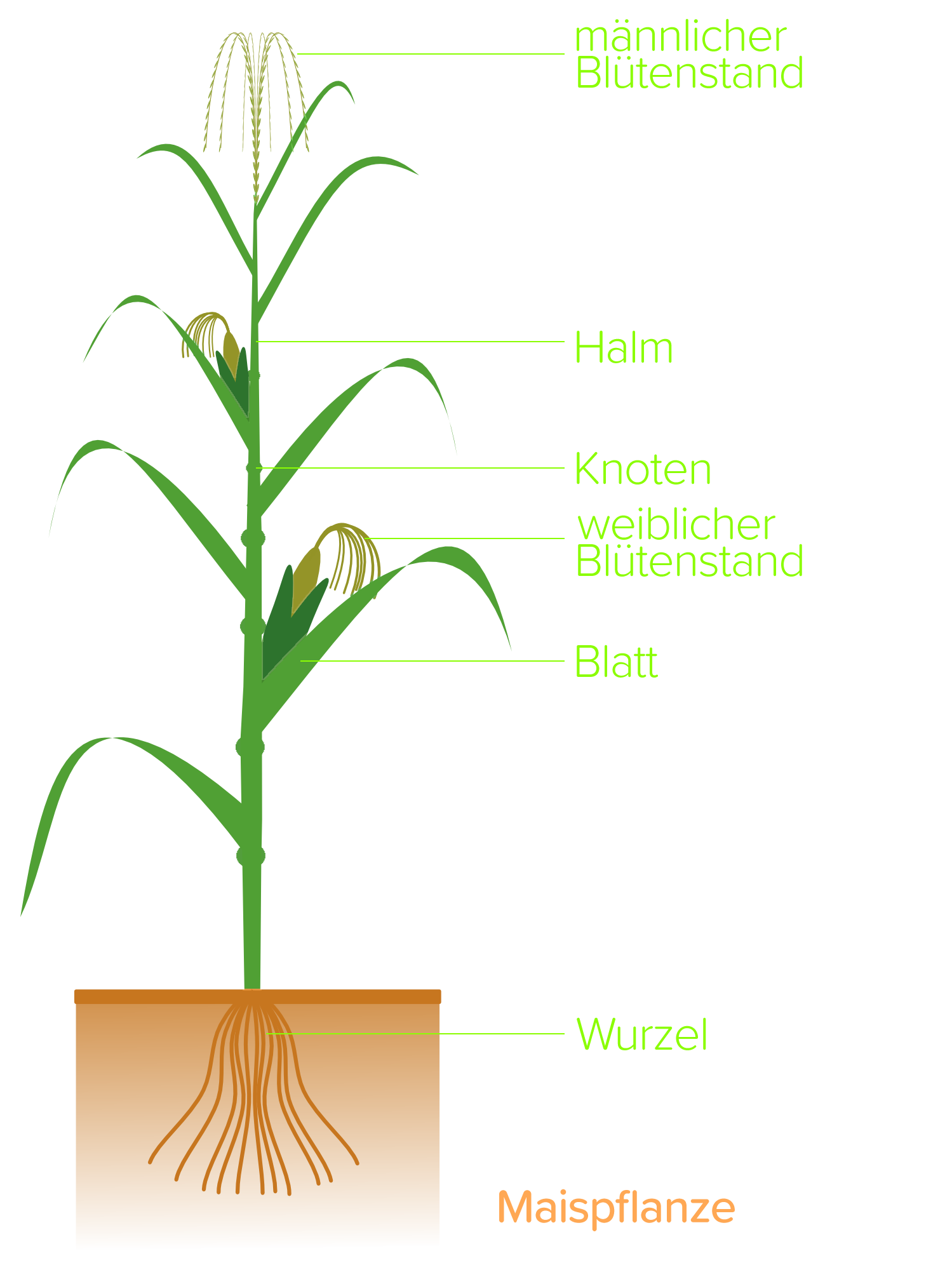Maispflanze schematisch