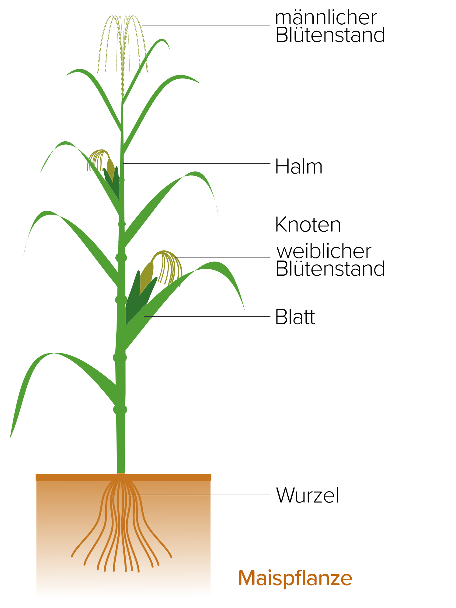 Bildzoom schließen