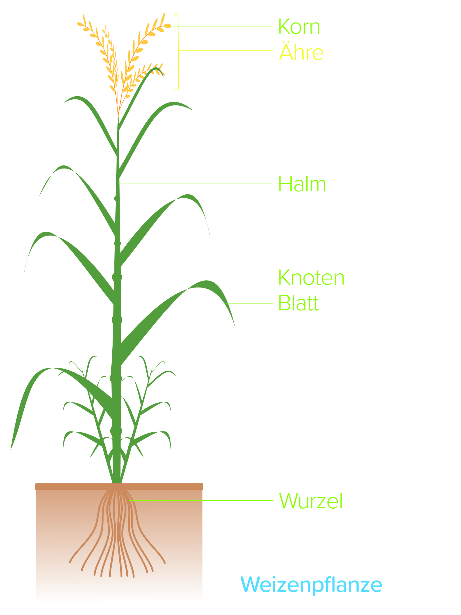 Weizenpflanze schematisch