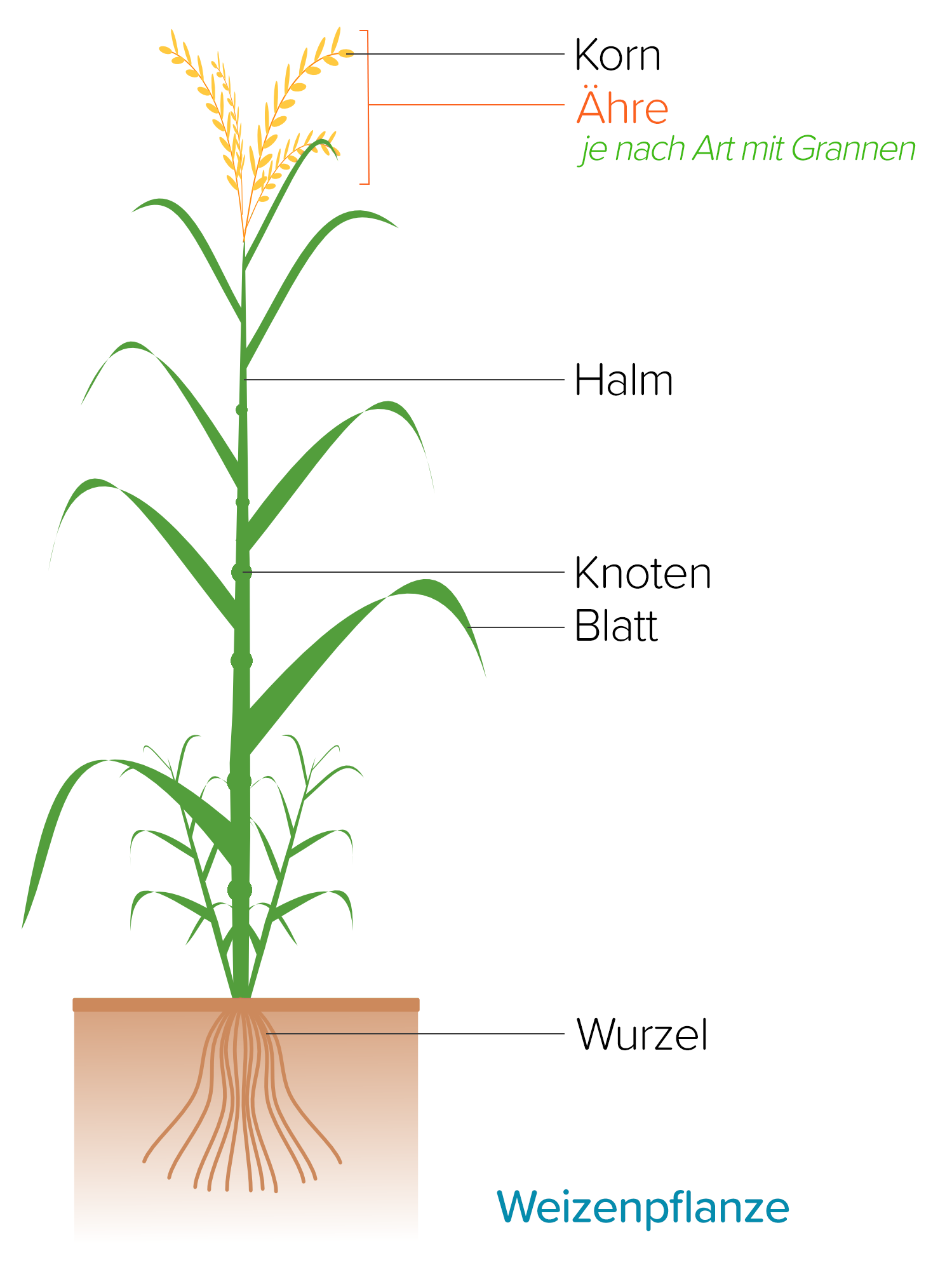 Bildzoom schließen