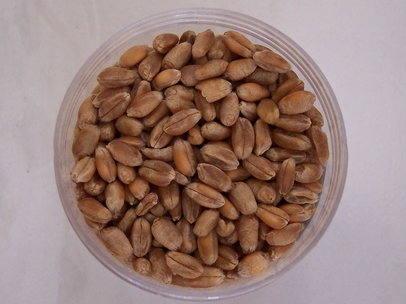 Dinkel