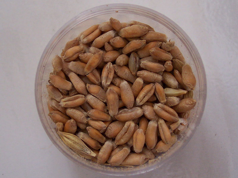 Triticale