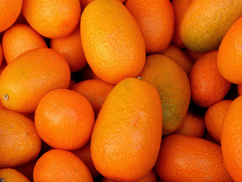 Kumquat