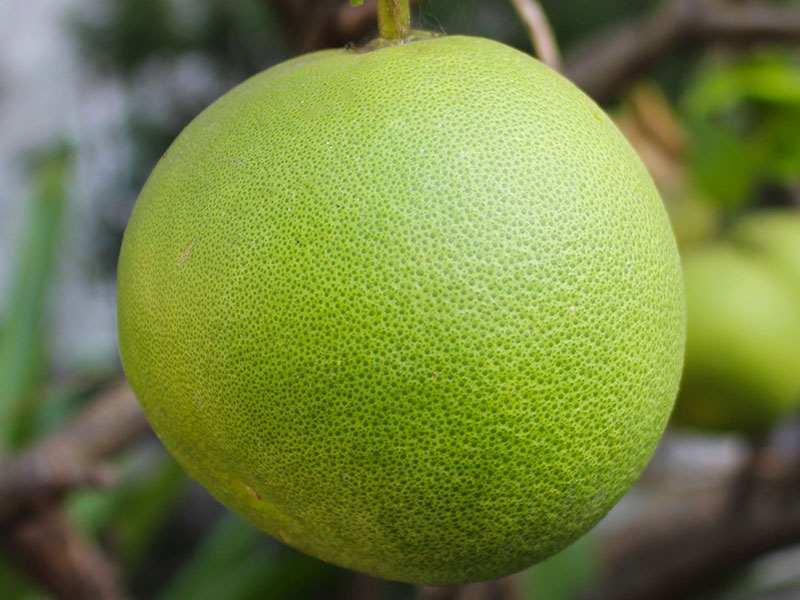 Pomelo
