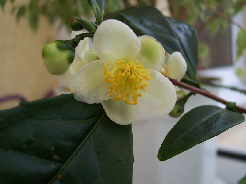 Teeblüte