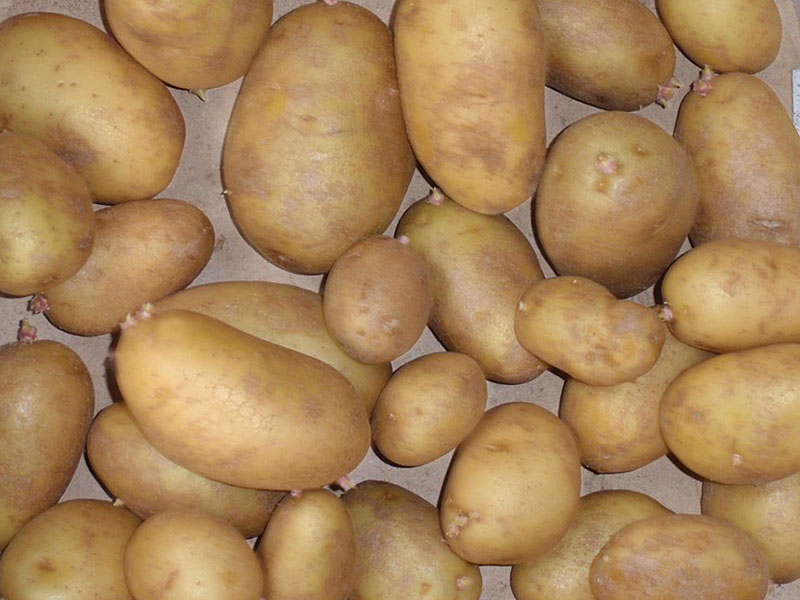 Kartoffeln