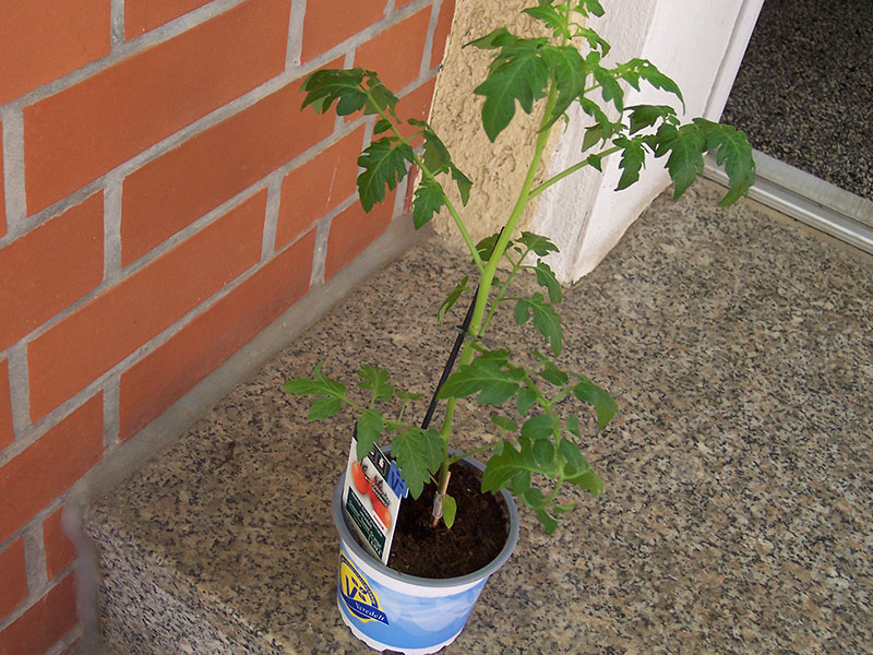 Junge Tomatenpflanze